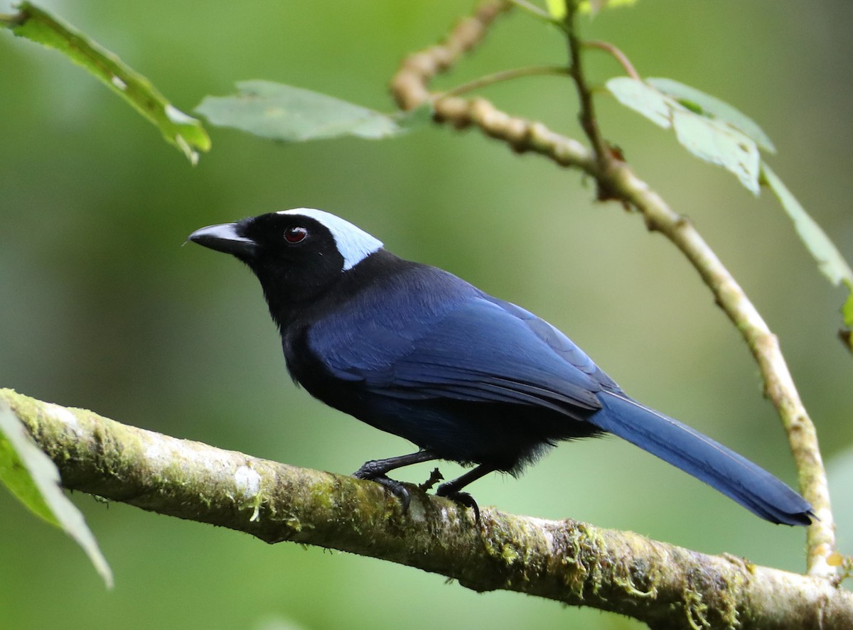 Azure-hooded Jay - ML204340451