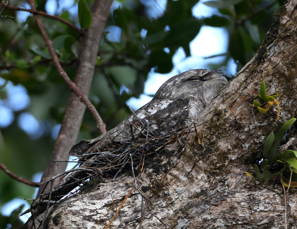 Papuan Frogmouth - ML204340491