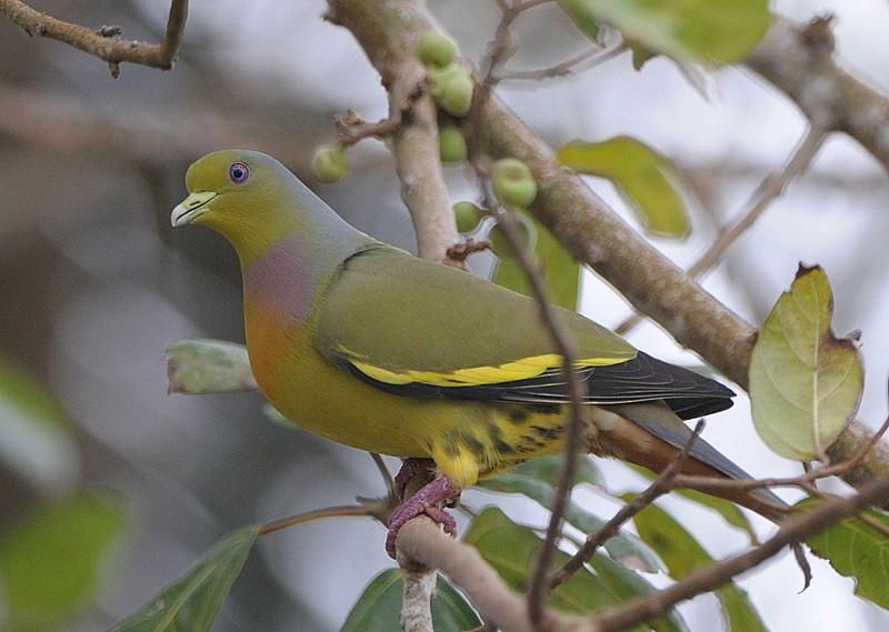 橙胸綠鳩 - ML204340621