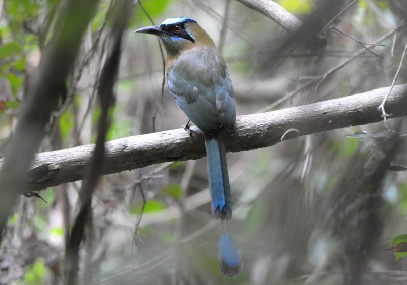 Whooping Motmot (argenticinctus) - ML204340981