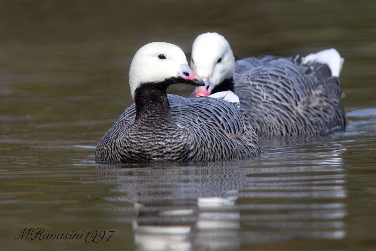 Emperor Goose - Maurizio Ravasini