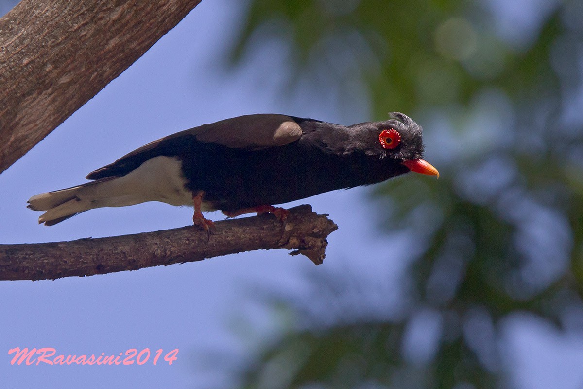 Retz's Helmetshrike - Maurizio Ravasini