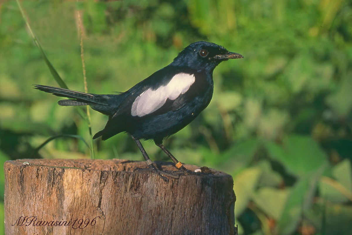 Seychelles Magpie-Robin - ML204341481