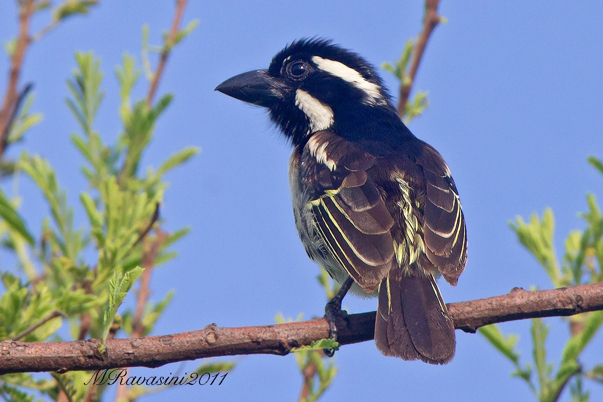 Spot-flanked Barbet - Maurizio Ravasini