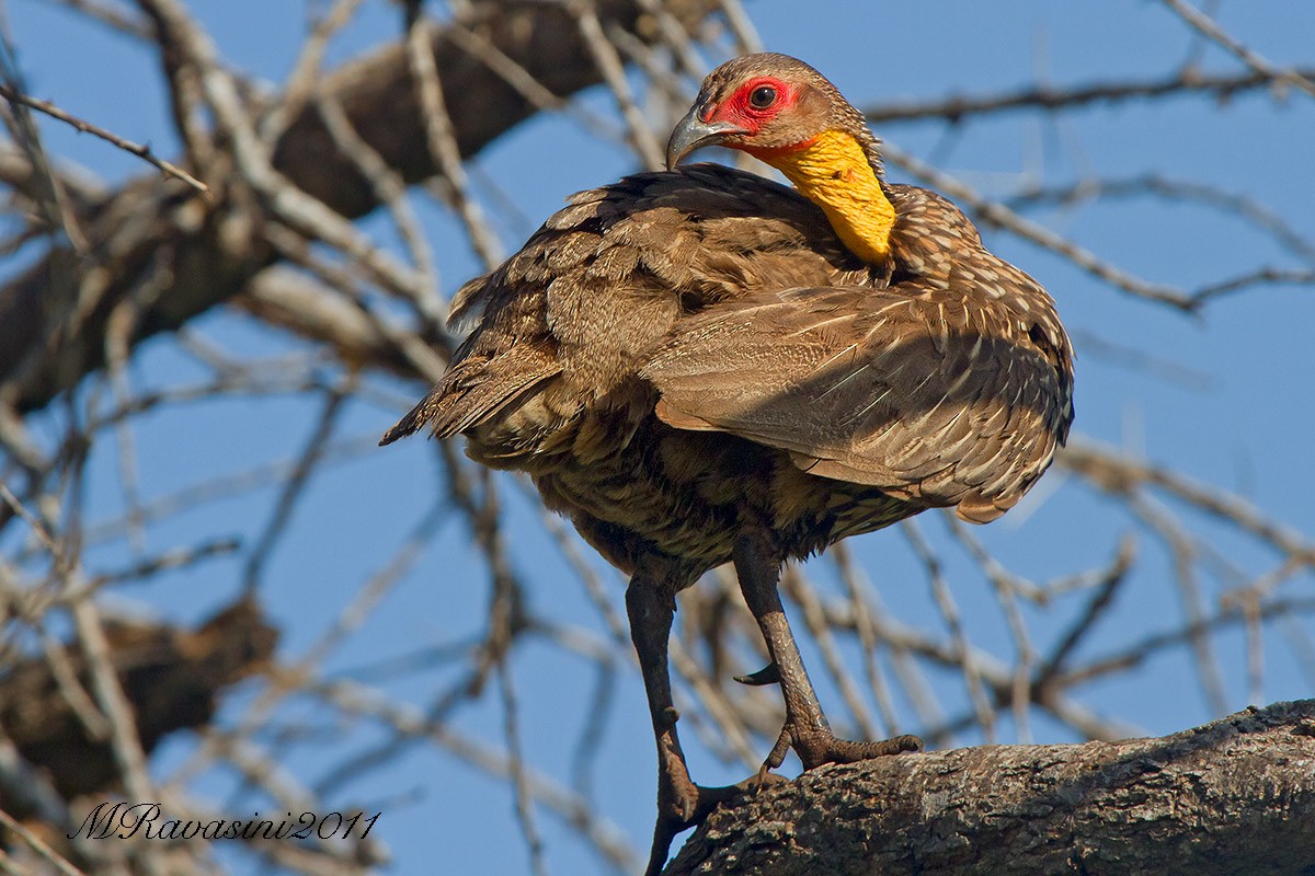 Francolin à cou jaune - ML204341551