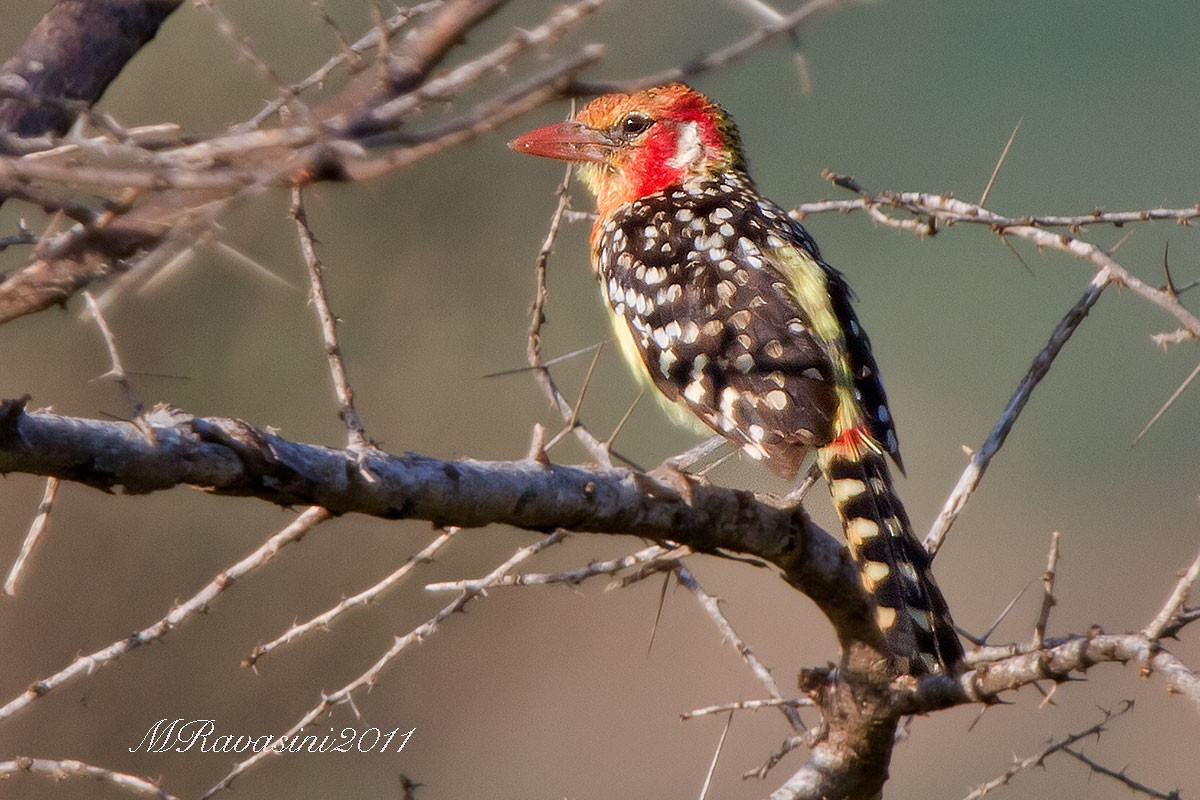 Red-and-yellow Barbet - Maurizio Ravasini