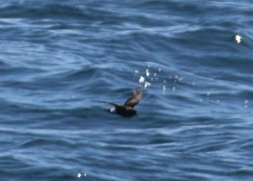 黃蹼洋海燕 - ML20434161