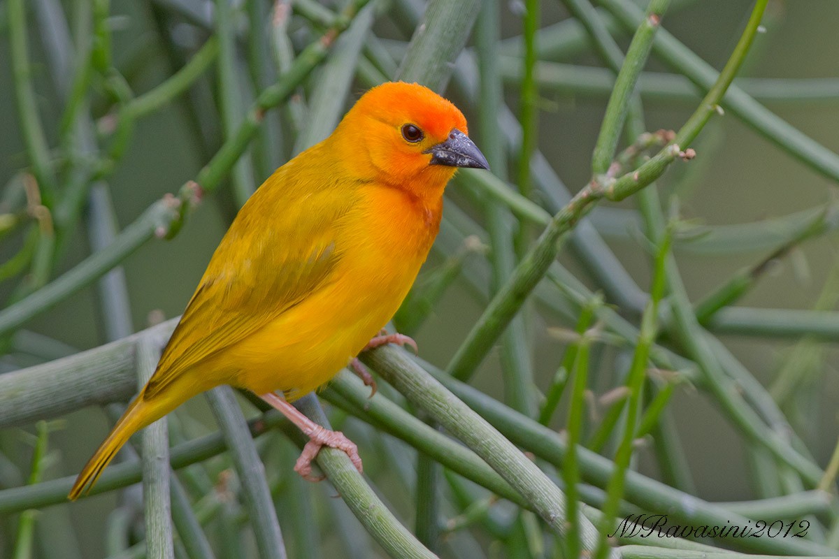 Golden Palm Weaver - Maurizio Ravasini