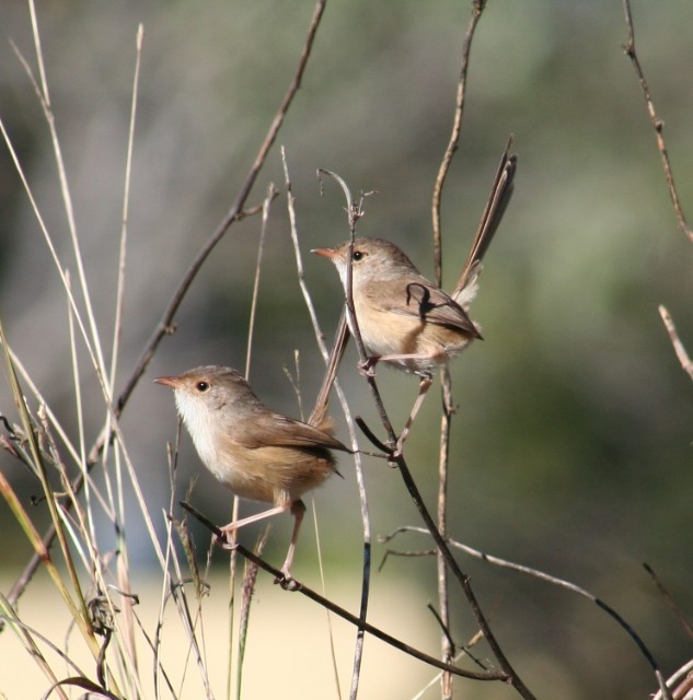 Red-backed Fairywren - ML204341801