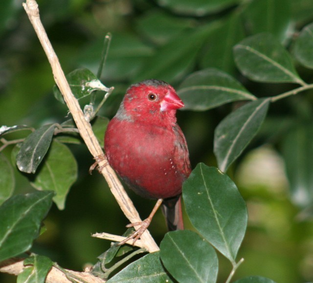 Crimson Finch (Black-bellied) - ML204341931