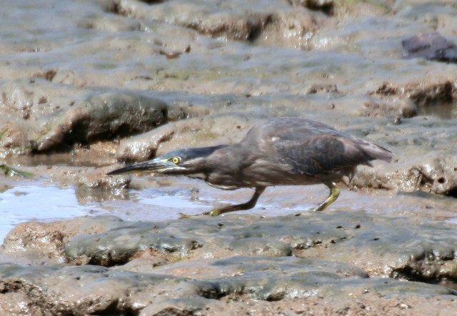 Little Heron - ML204342161