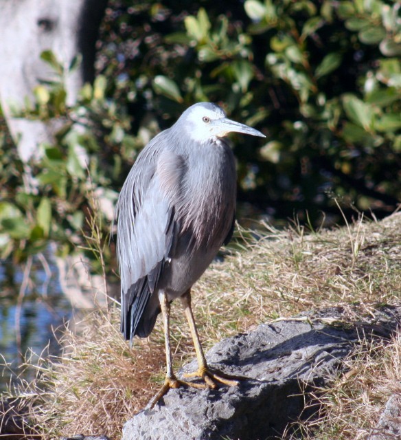 White-faced Heron - ML204342171