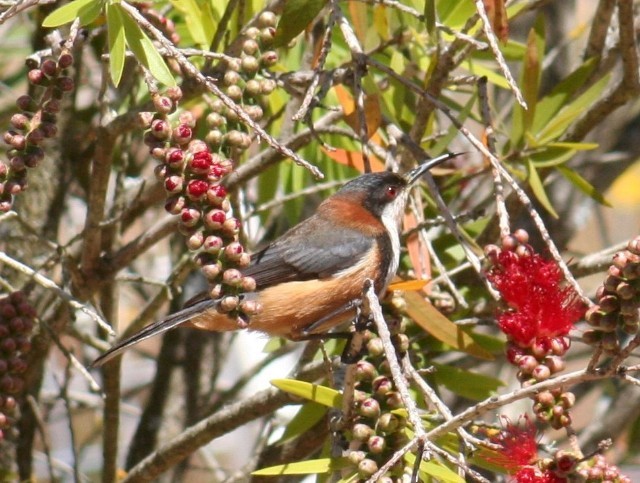 Eastern Spinebill - ML204342231