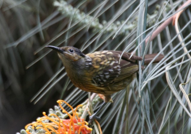Macleay's Honeyeater - ML204342271