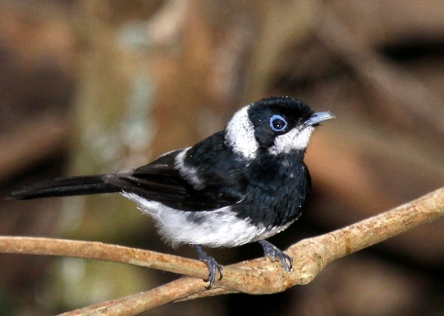 Pied Monarch - ML204342291