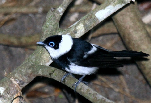 Pied Monarch - ML204342311