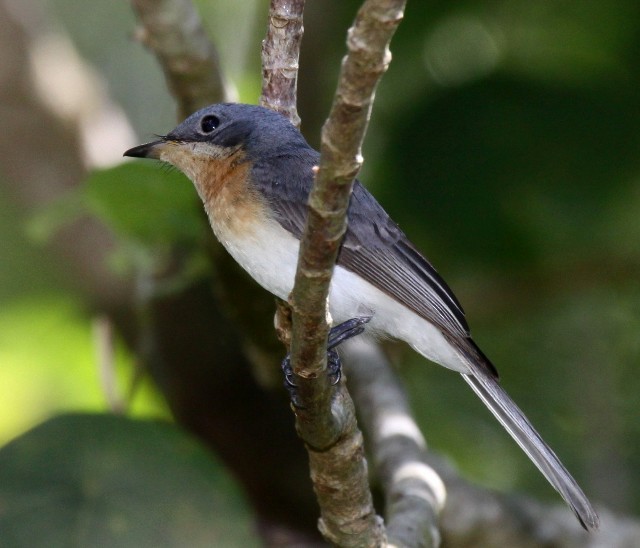 Leaden Flycatcher - ML204342471