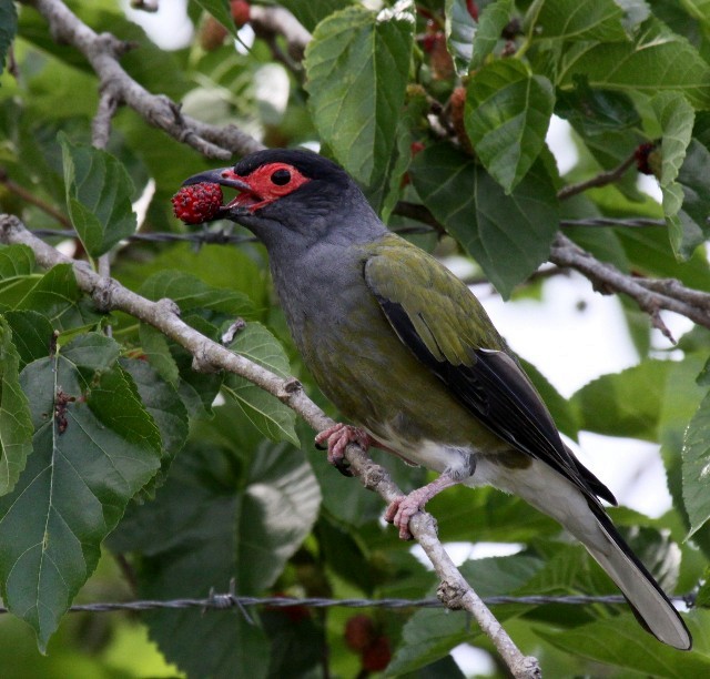 Australasian Figbird - ML204342581