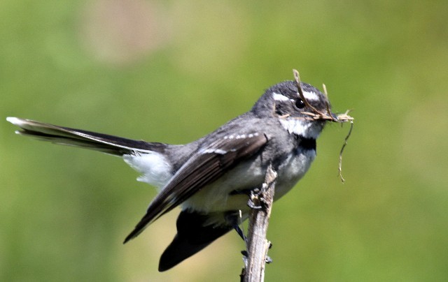 Gray Fantail (alisteri) - ML204342641