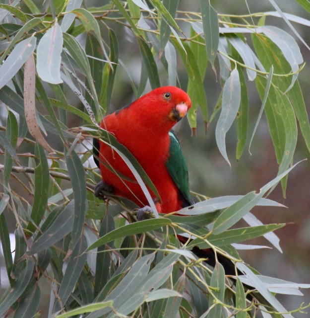 Australian King-Parrot - Lindsay Hansch