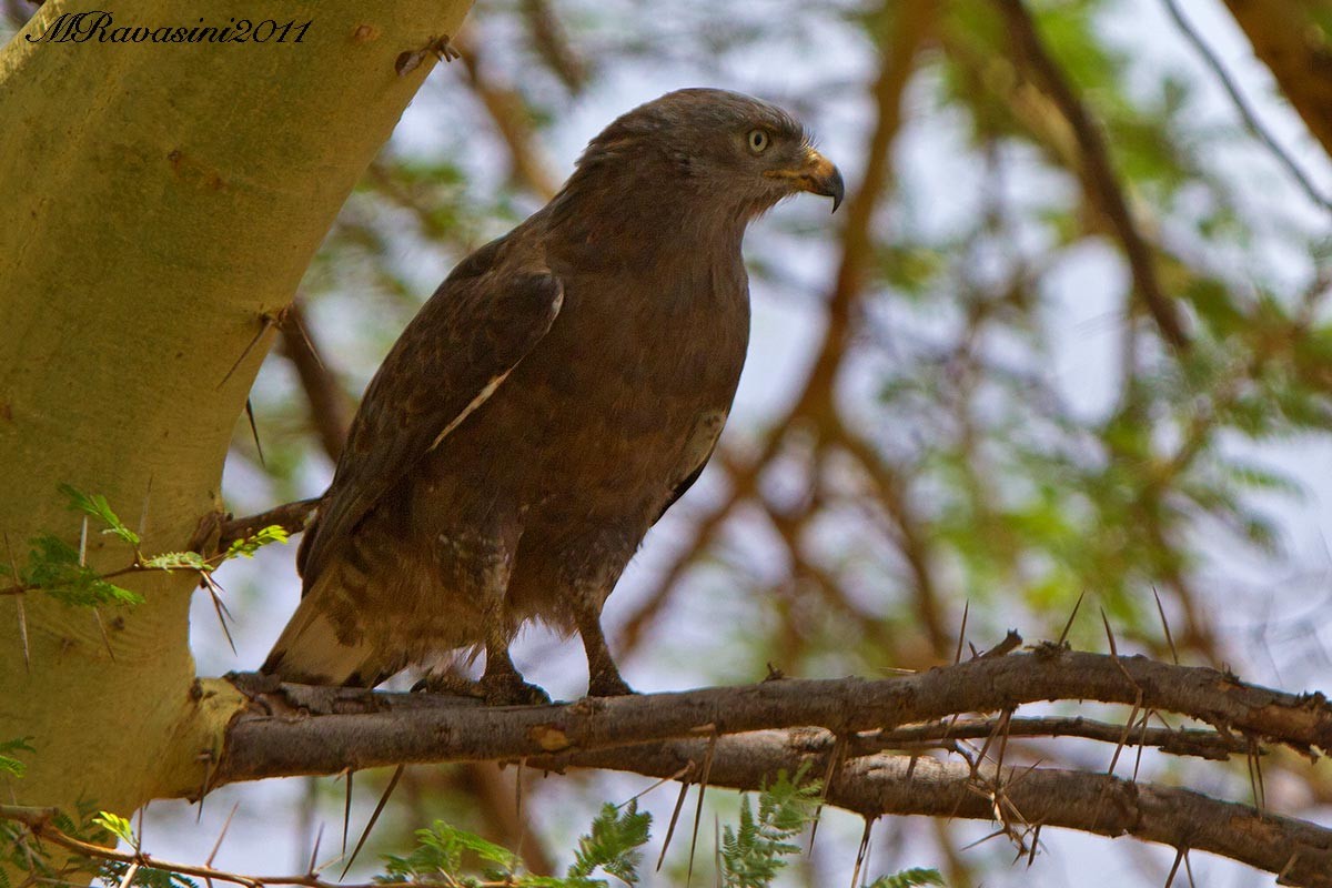 Banded Snake-Eagle - ML204342971