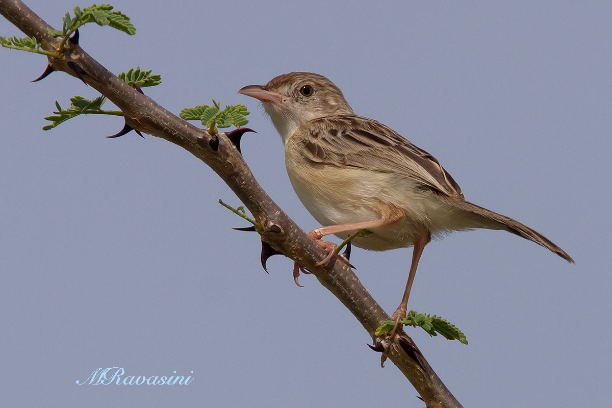 Desert Cisticola - ML204343071