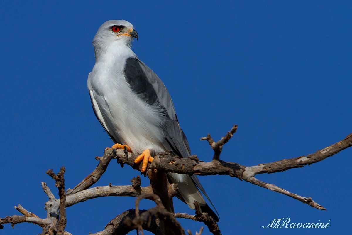 Black-winged Kite (African) - ML204343111