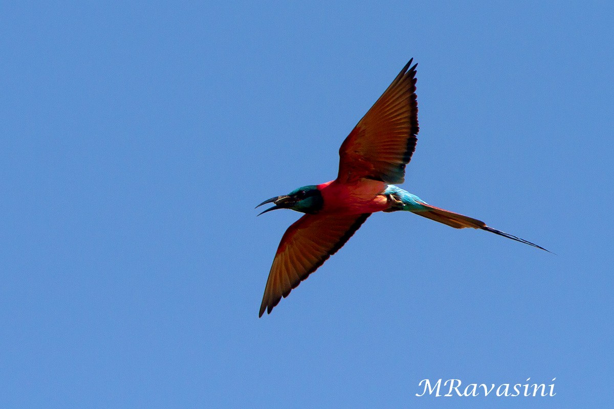 Northern Carmine Bee-eater - ML204343291