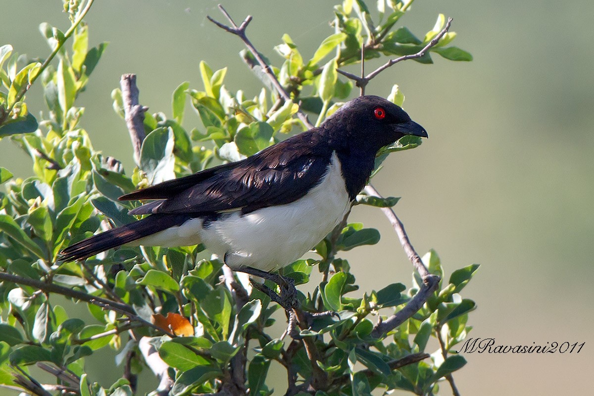 Magpie Starling - Maurizio Ravasini