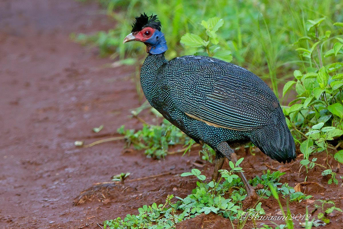 Eastern Crested Guineafowl - Maurizio Ravasini