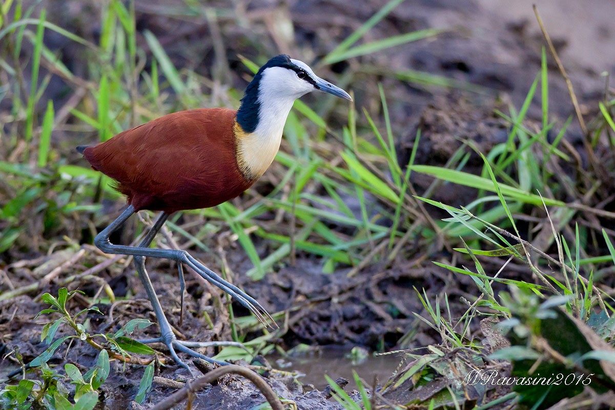 Jacana à poitrine dorée - ML204343711