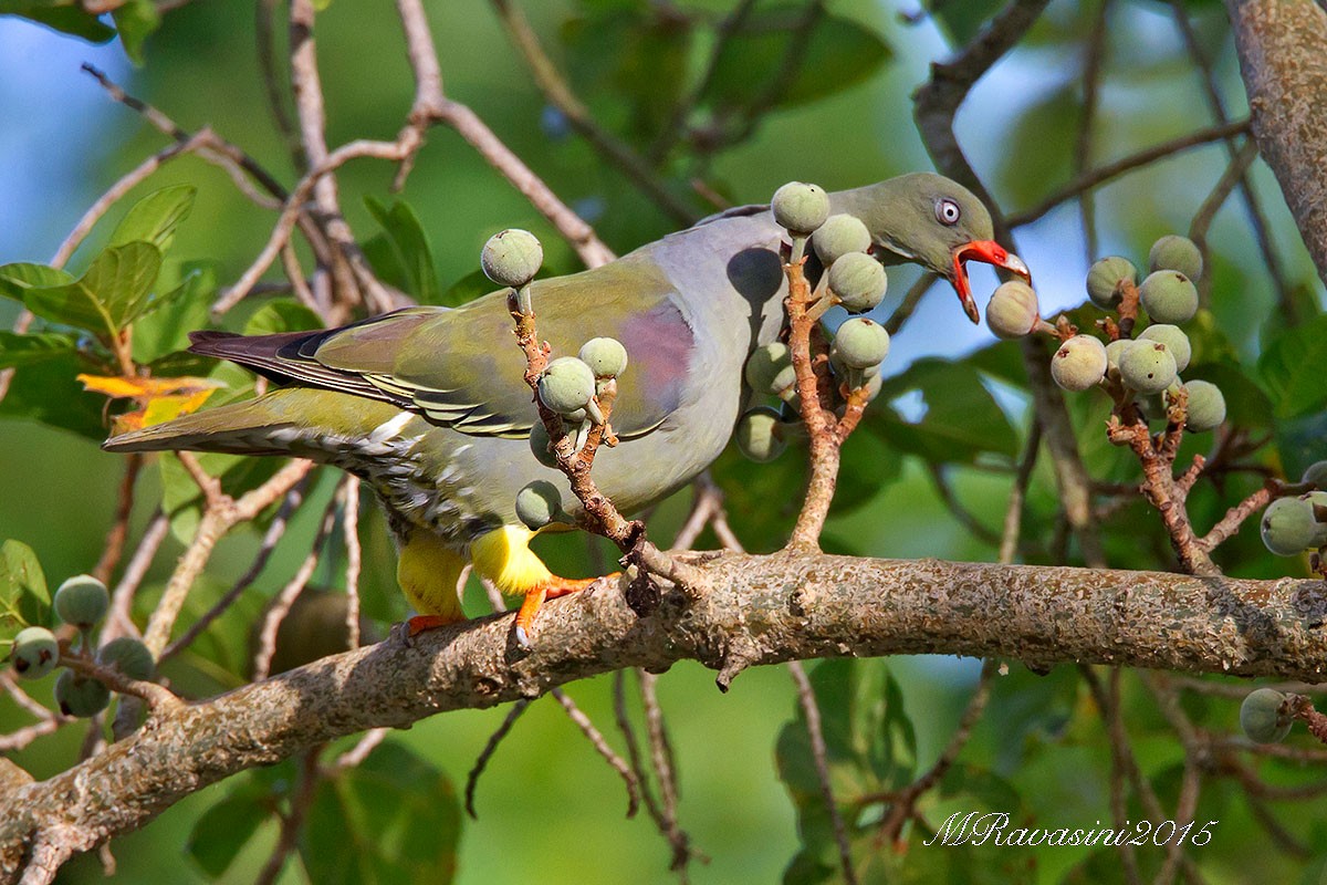 African Green-Pigeon (Gray-breasted) - Maurizio Ravasini