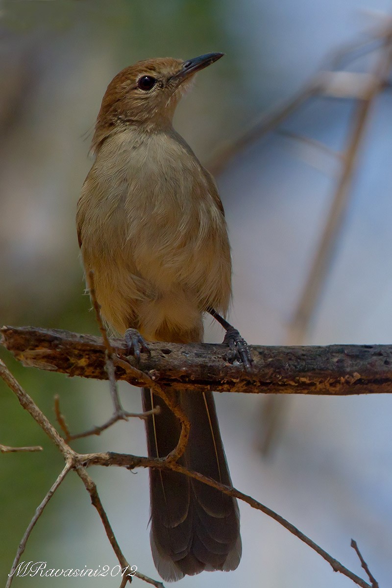 Northern Brownbul - ML204343731