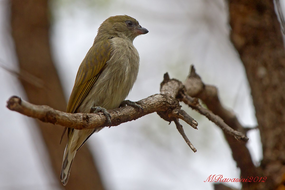 Pallid Honeyguide - Maurizio Ravasini