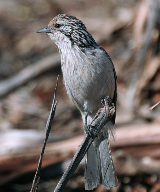 Striped Honeyeater - ML204343911