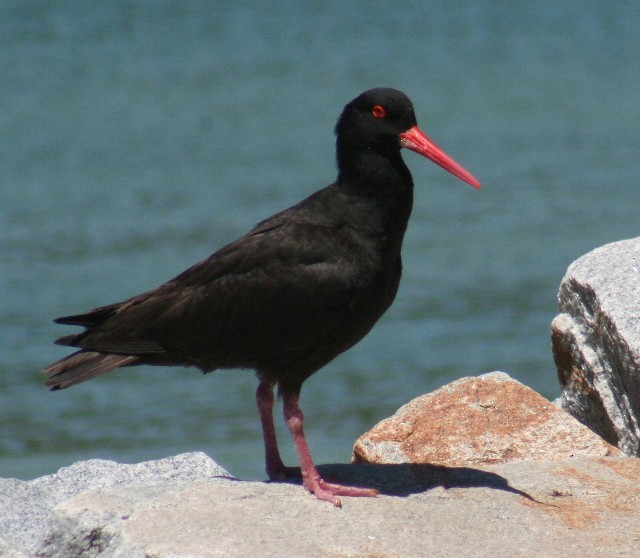 Sooty Oystercatcher - ML204344151