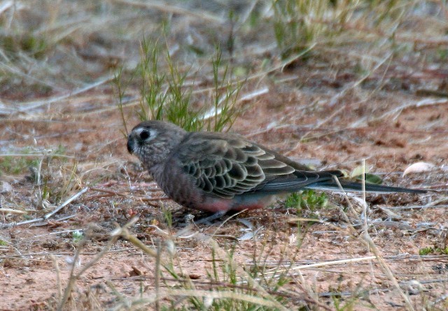 Bourke's Parrot - ML204344171