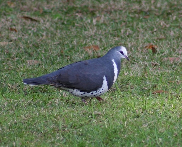 Wonga Pigeon - ML204344311