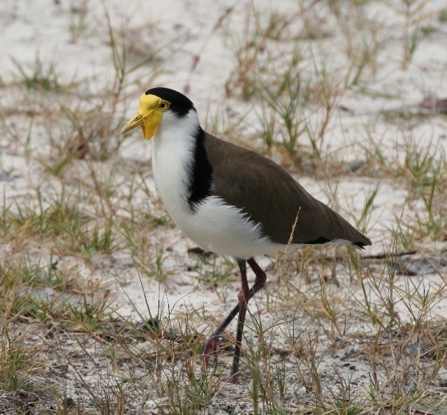 Masked Lapwing (Black-shouldered) - Rhonda Hansch