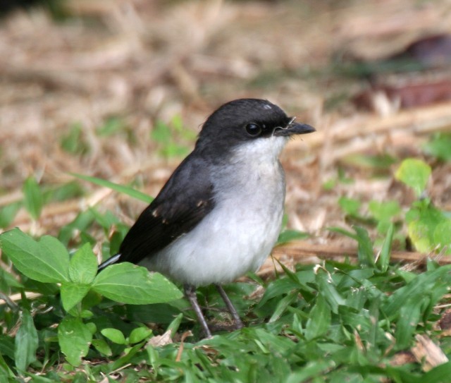 Mangrove Robin - ML204344421
