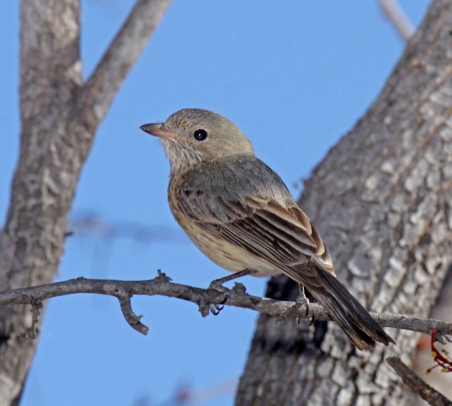 Rufous Whistler - ML204344521