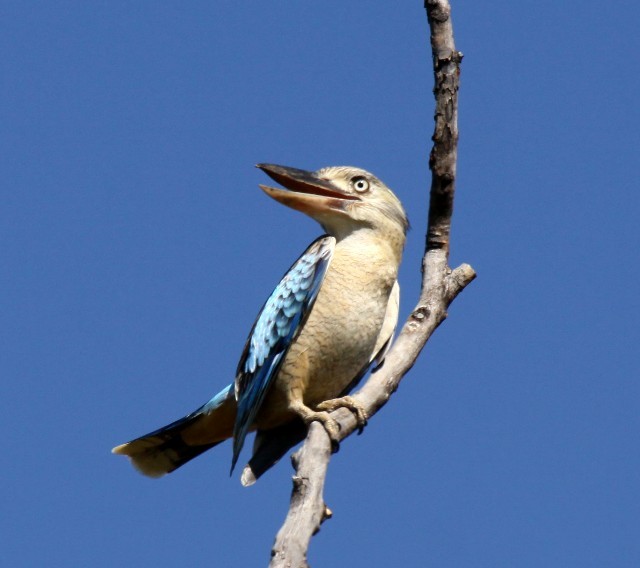 Blue-winged Kookaburra - ML204344651