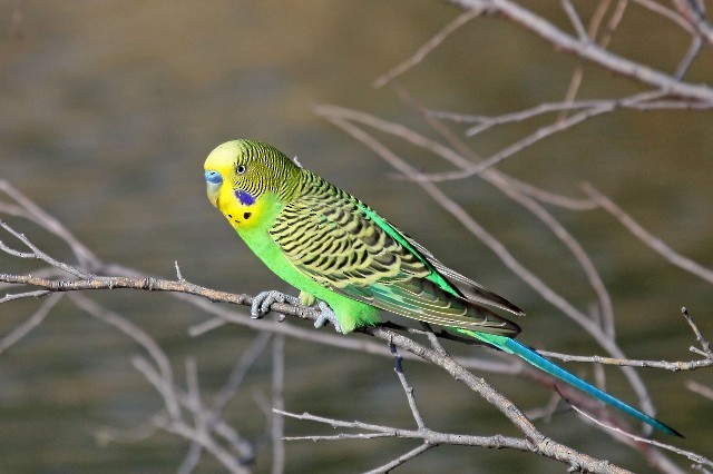 Budgerigar - ML204344721