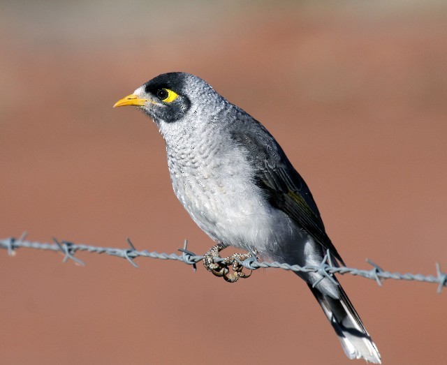 Noisy Miner - ML204344751