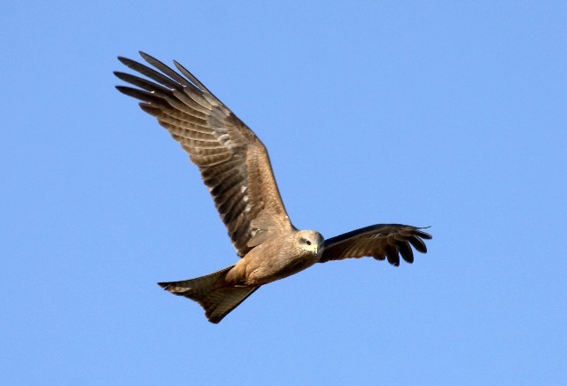 Black Kite - ML204344841