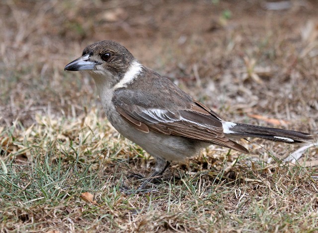 Gray Butcherbird - Lindsay Hansch