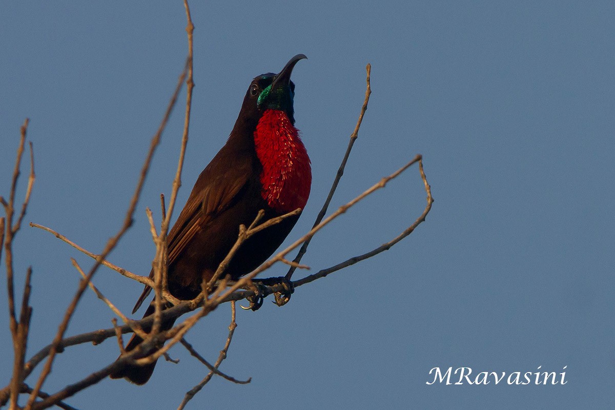 Scarlet-chested Sunbird - ML204345121