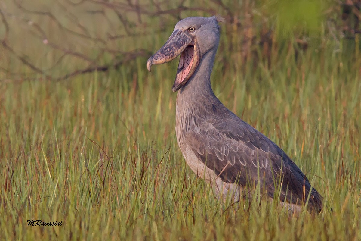 Shoebill - Maurizio Ravasini