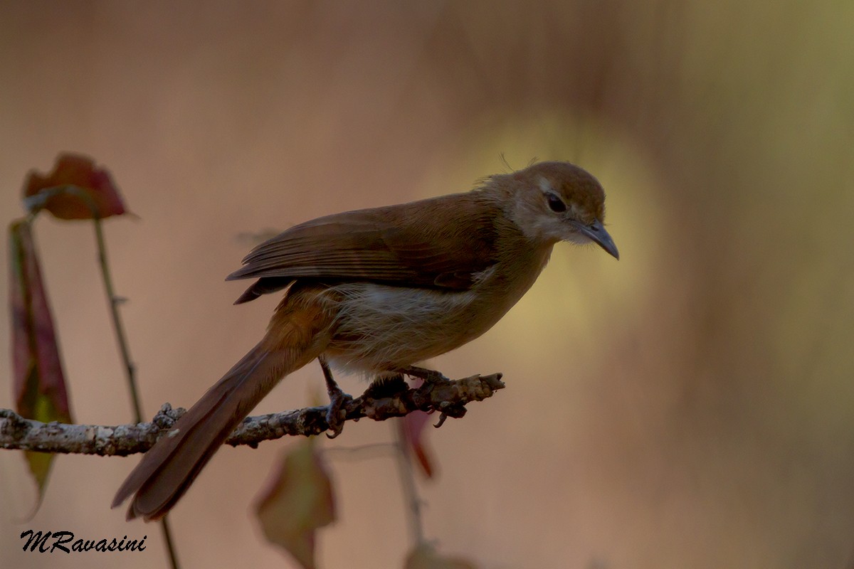 Northern Brownbul - ML204345521