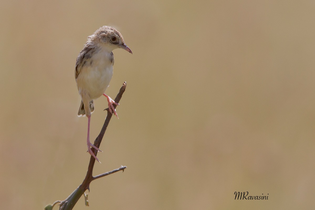 Pectoral-patch Cisticola (Pectoral-patch) - ML204345591